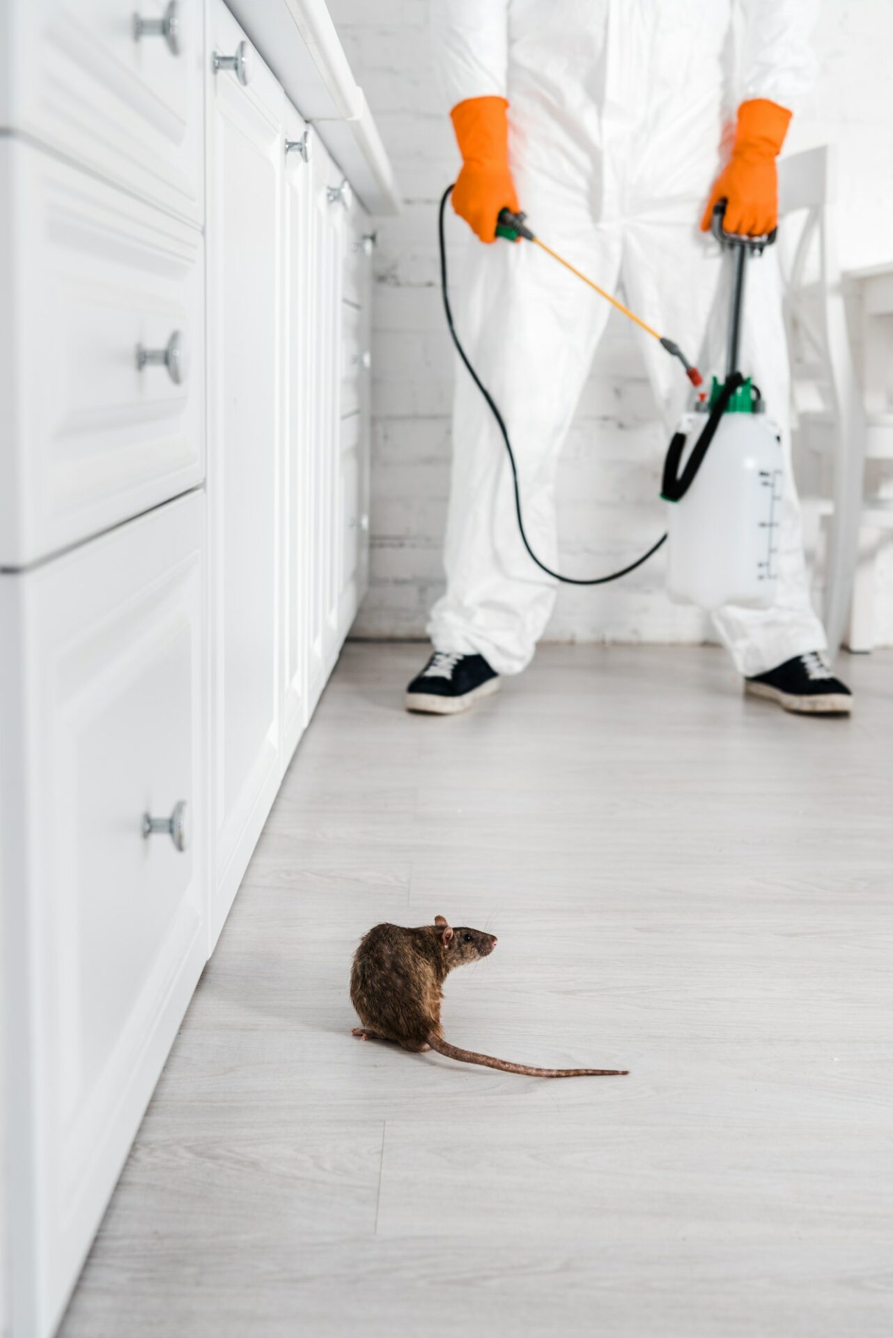 cropped view of exterminator with toxic spray in hands standing near rat on floor